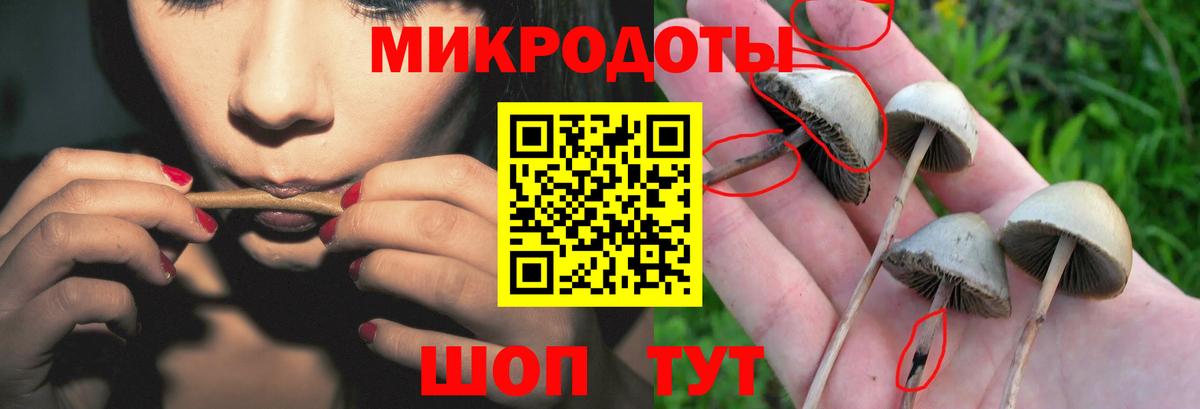 Псилоцибиновые грибы Cubensis Шахты